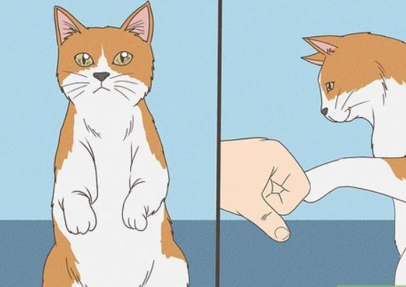 Tricks to Teach Your Cat