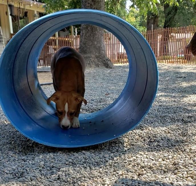 Making a Tunnel DIY agility training for dogs