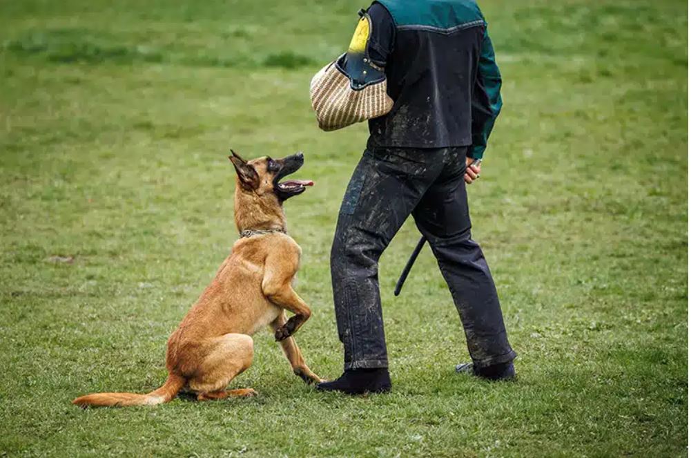 A belgian malinois K9 being trained