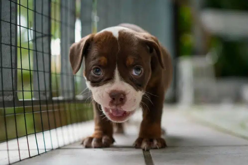 close-up-of-Olde-English-Bulldogge-puppy