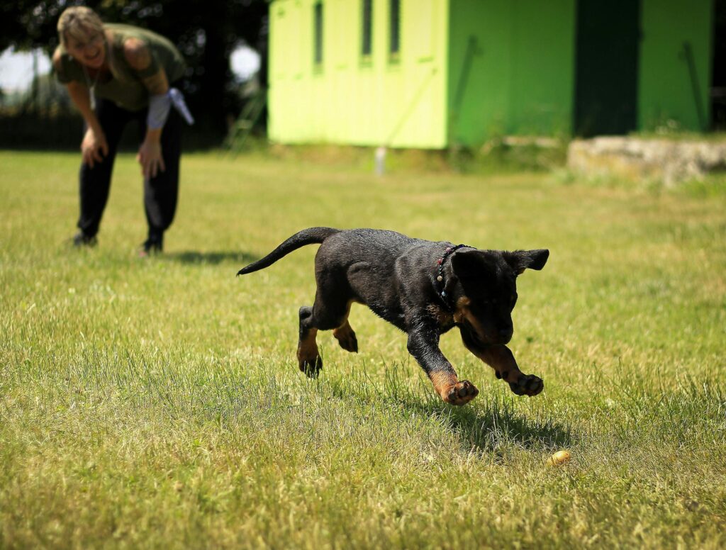 training a dog with a vibrating collar