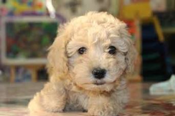 Teacup Goldendoodles Puppy 