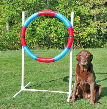 Tire Jumps agility exercises for dogs