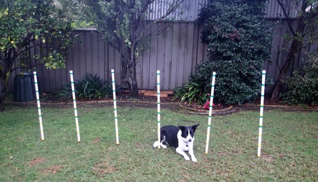 weave poles agility training for dogs