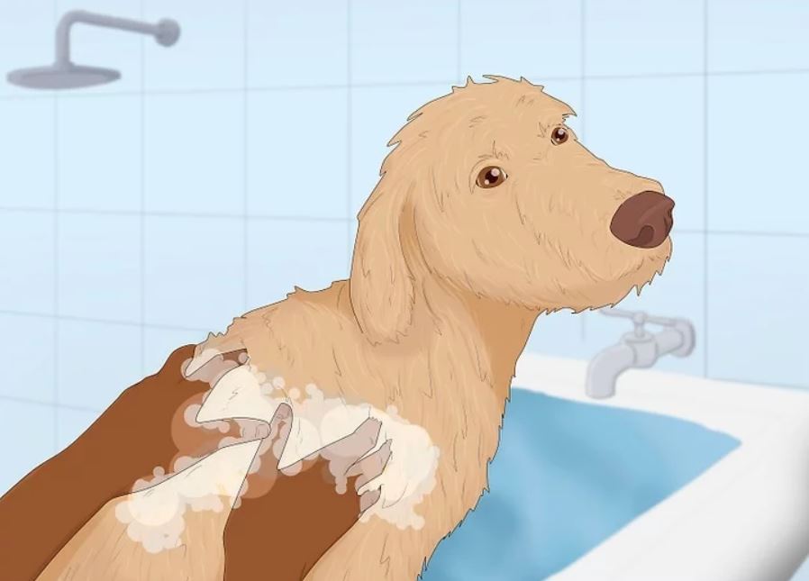 Bathing a Goldendoodle