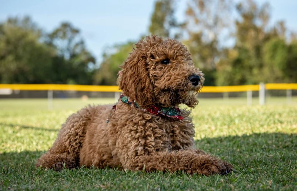 Can Goldendoodles be service dogs