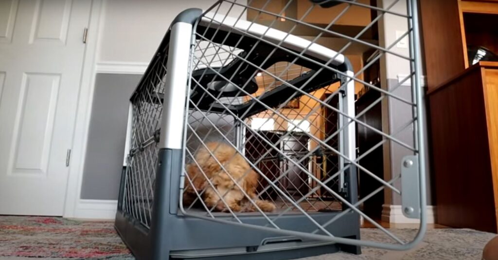 Goldendoodle resting in a crate