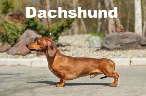 Dog Adoption Price of Dachshunds