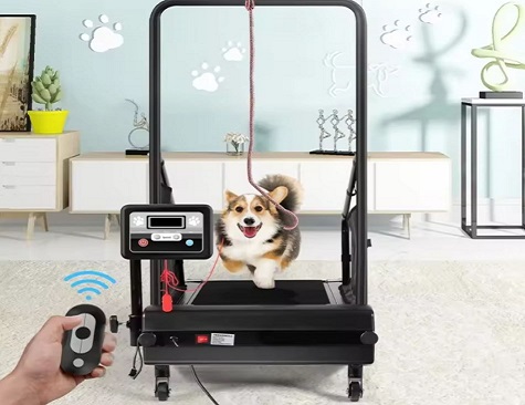 Dog Treadmill Price Guide