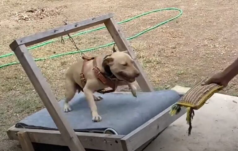 How to Build a Dog Treadmill