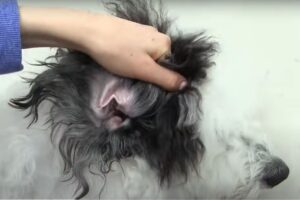 How to Maintain the Ears of Your Bernedoodle.