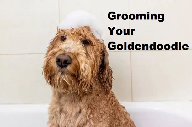 The Ultimate Guide on Grooming Your Goldendoodle