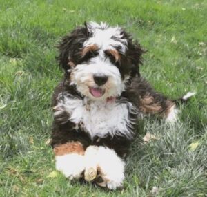 Training Tips for Your Mini Bernedoodle