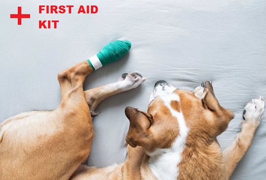 What Items Should You Have in Your Dog First Aid Kit