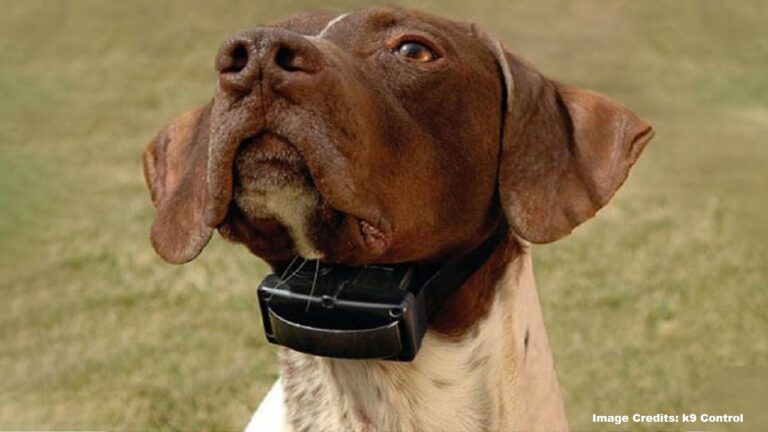 Are Bark Collars Safe for Dogs