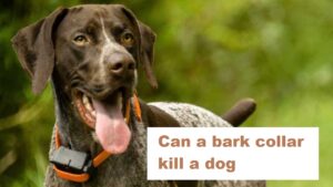 Can a bark collar kill a dog