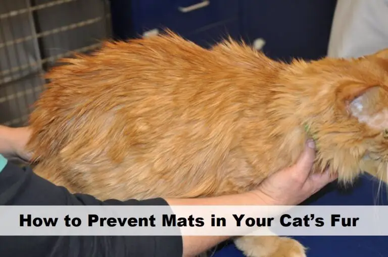 How to Prevent Mats in Your Cat’s Fur