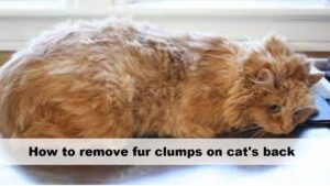 How to remove fur clumps on cat's back