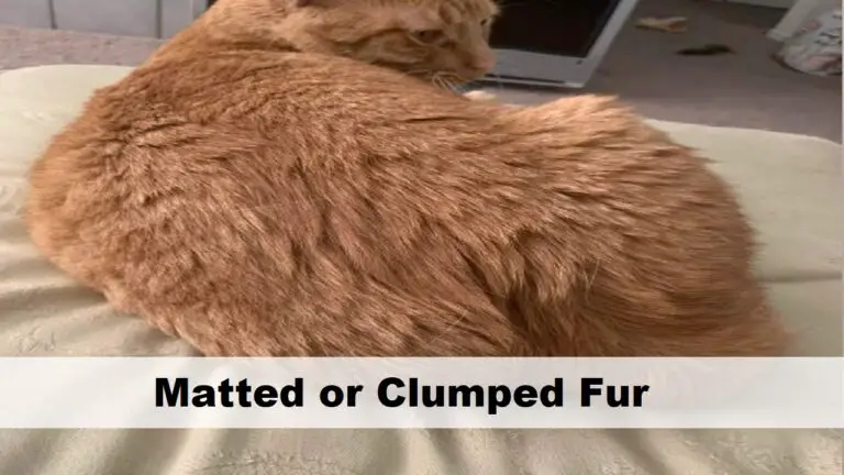 Matted Fur Clumps On Cat’s (Top 7 Causes, and Solutions)