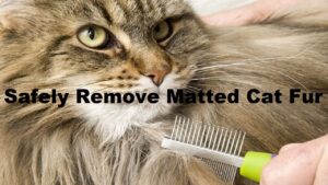 Safely Remove Matted Cat Hair Without Cutting