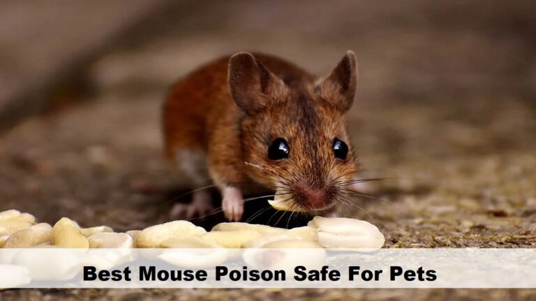 Best Mouse Poison Safe For Pets