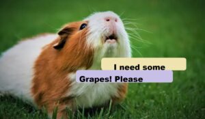 Can Guinea Pigs Eat Grapes