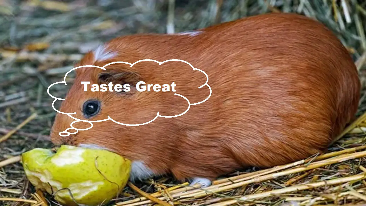 Can Guinea Pigs Eat Grapes.