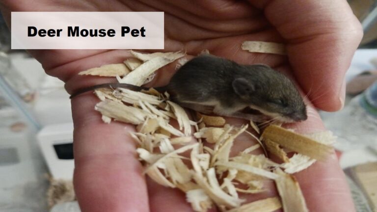 Can You Keep a Deer Mouse as a Pet