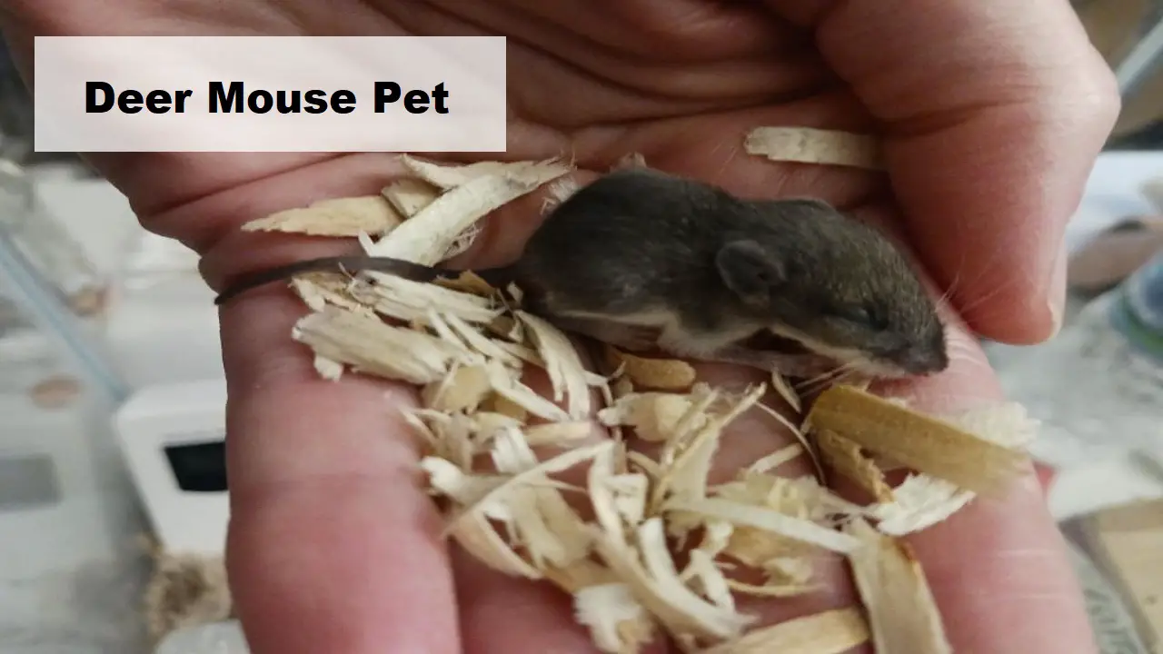 Can You Keep a Deer Mouse as a Pet