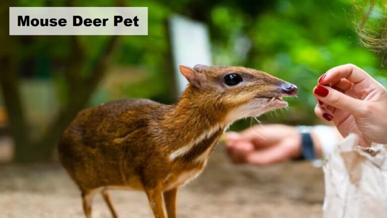 Can You Keep a Mouse Deer as a Pet