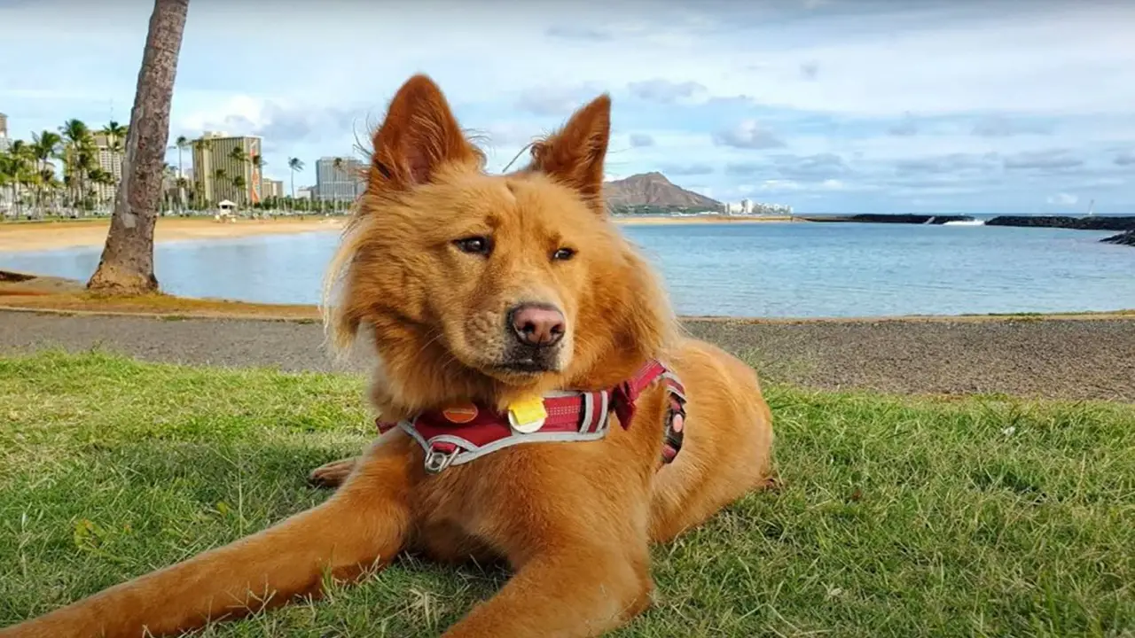 Chow Chow German Shepherd Mix