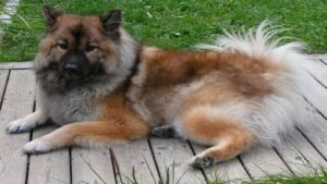 Chow and German Shepherd Mix breed