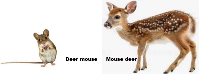 Difference between deer mouse and mouse deer