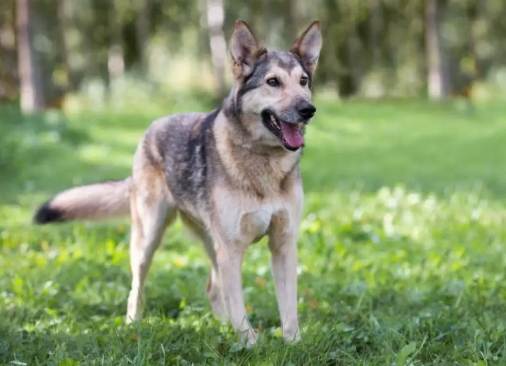 Gerberian Shepsky