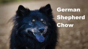 German Shepherd Chow Mix Breed Dog