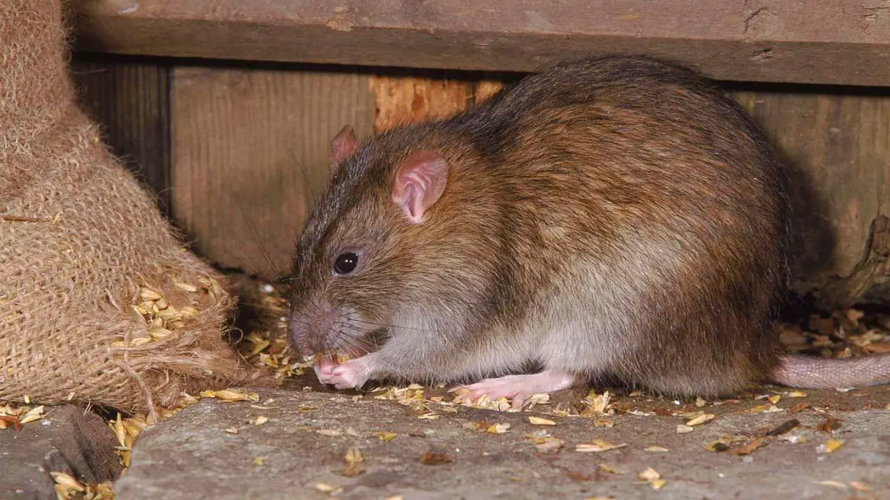 Rat Poison That Is Safe for Pets