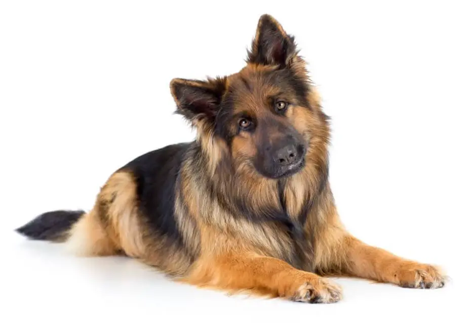 The Long-haired Chow Shepherd