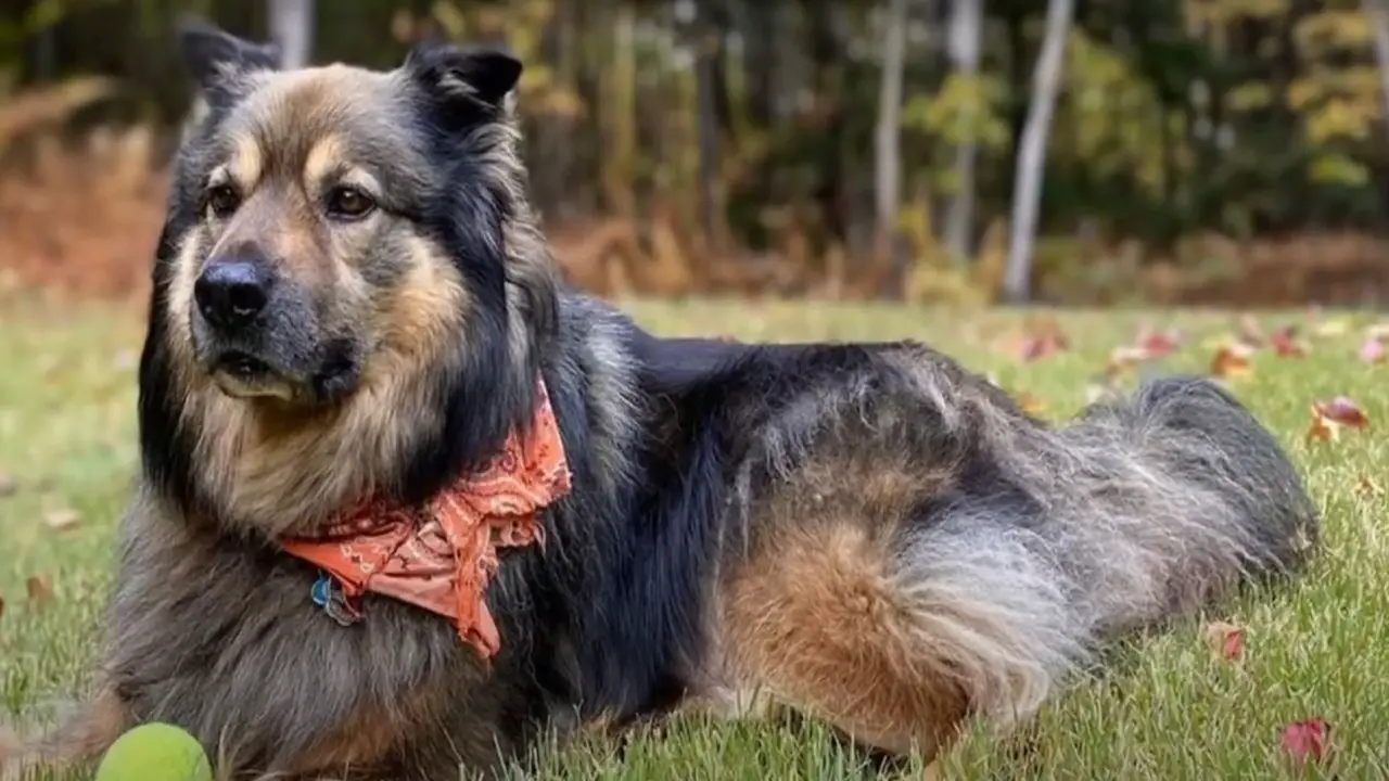 german shepherd chow chow mix