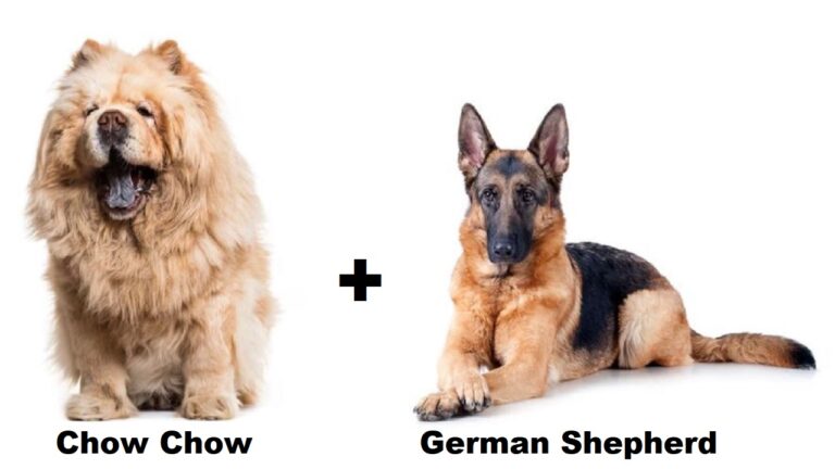 Chow German Shepherd