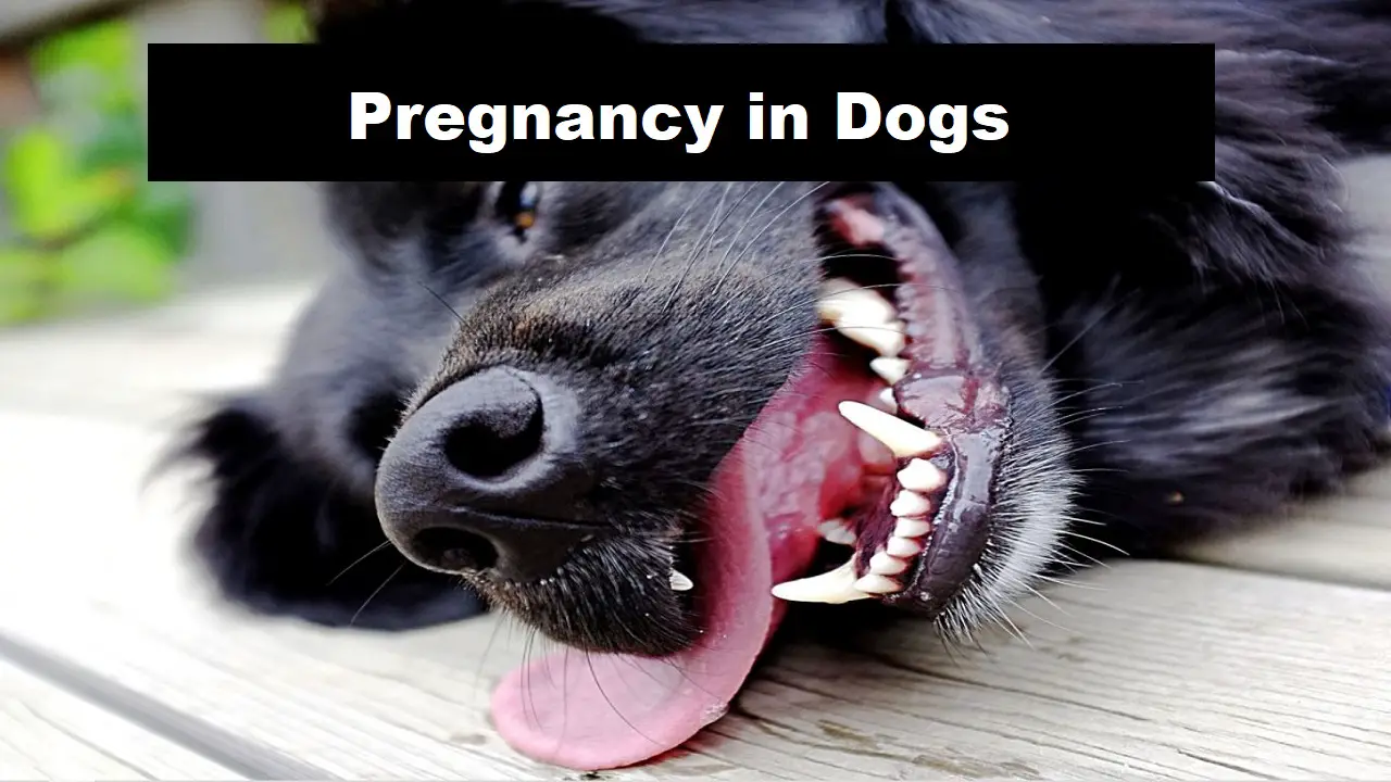 Do Dogs Nurse While Giving Birth