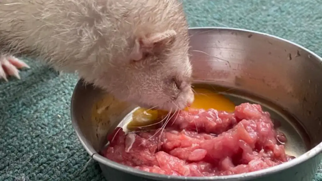 Raw meat diet for ferret