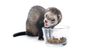 best ferret food