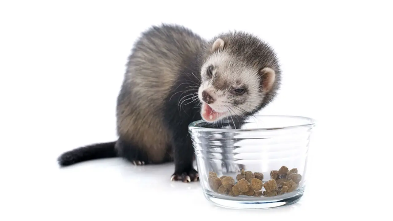 best ferret food