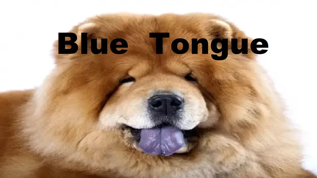 Chow Dog Tongue​