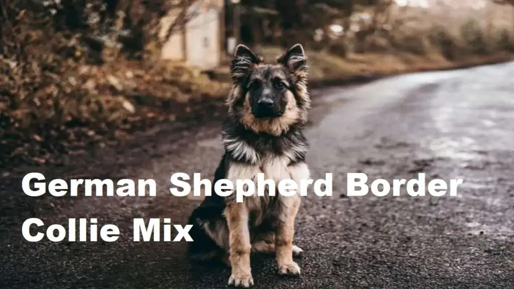 German Shepherd Border Collie Mix