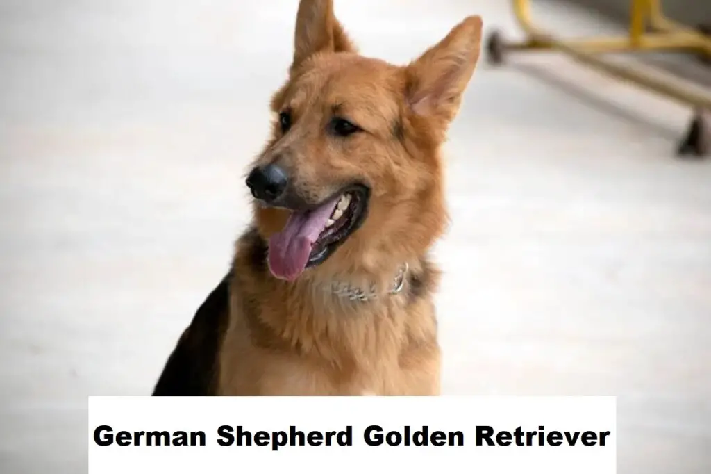 German Shepherd Golden Retriever