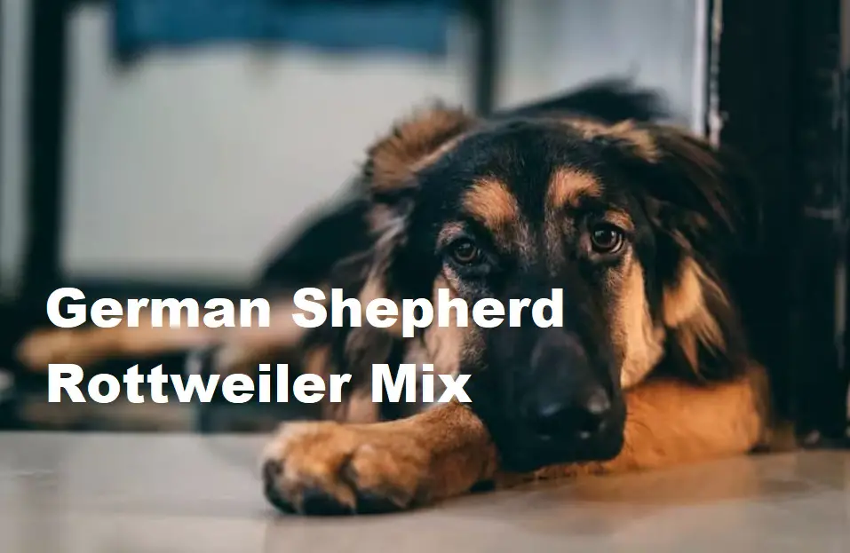 German Shepherd Rottweiler Mix Health Issues