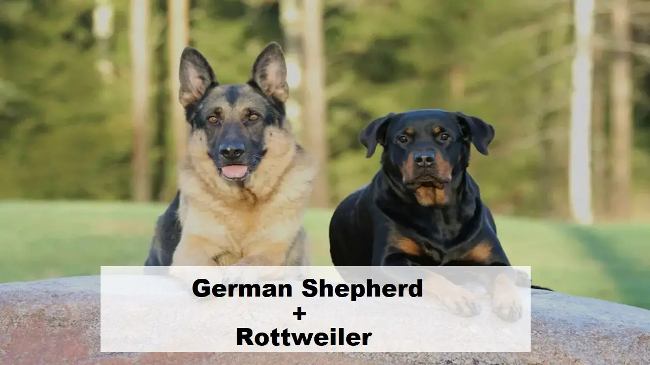 German Shepherd Rottweiler Mix