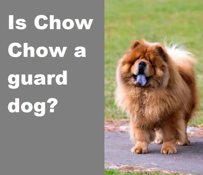 Is Chow Chow a guard dog?